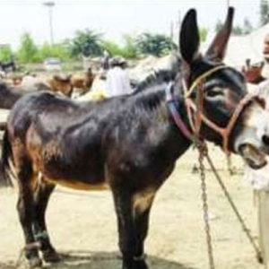 ajabgajab-this-hunk-of-a-donkey-is-the-king-of-mares-hearts-1-20586-20586-2587